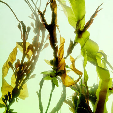 Rejuvenating Serum Ingredients